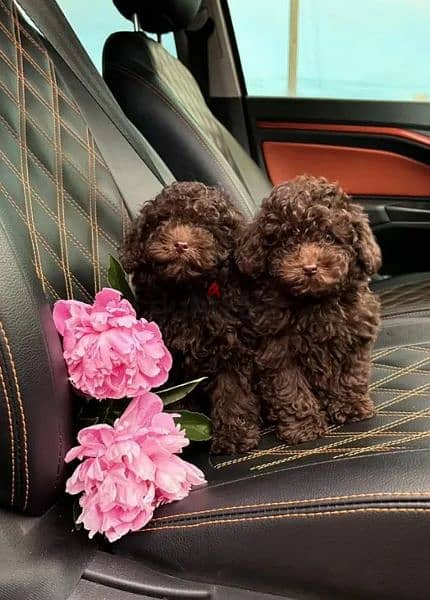 Toy Poodle puppies From Russia 4