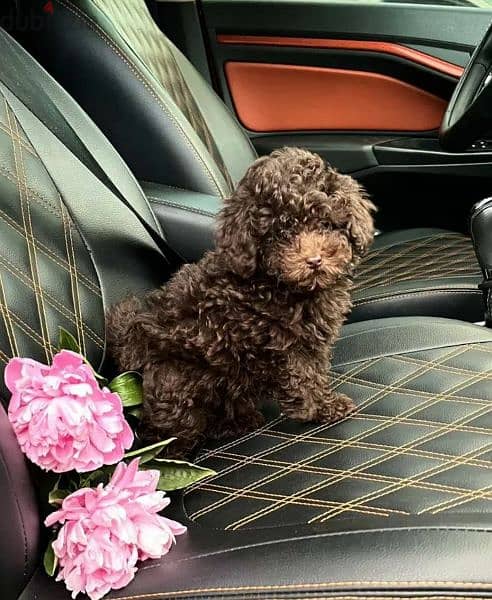 Toy Poodle puppies From Russia 5