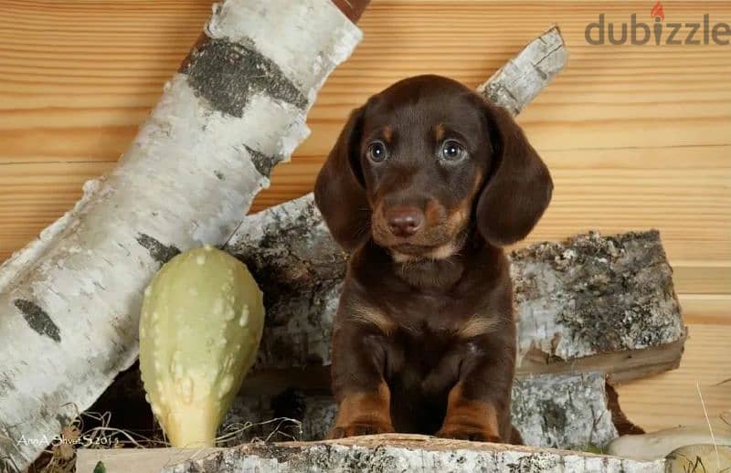 Chocolate boys dachshunds from Russia 0