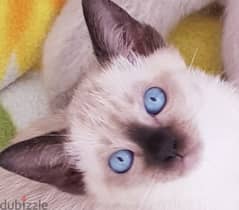the most gorgeous Siamese kitty in egypt 0