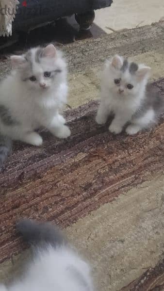 ثلاث قطط للبيع شيرازي 11