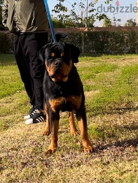 Male Rotweiler for sale 1