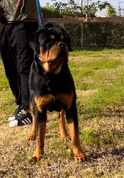 Male Rotweiler for sale 2