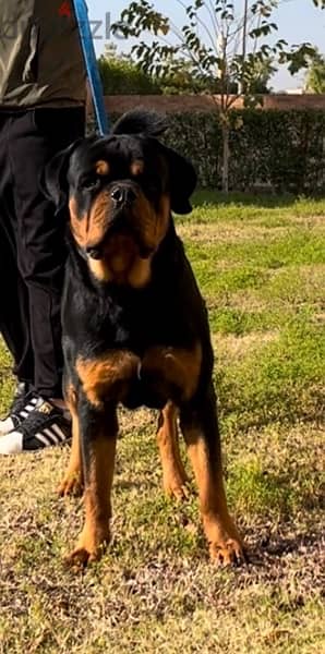 Male Rotweiler for sale 3