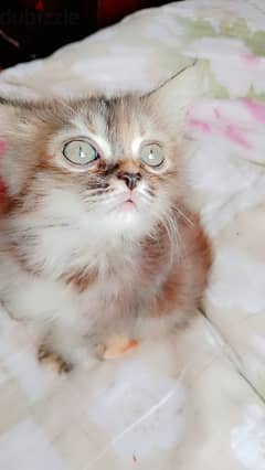 قط شيرازي صغير