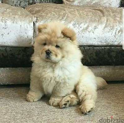 تشاو اتشاو دباديب   chow chow Teady Bear