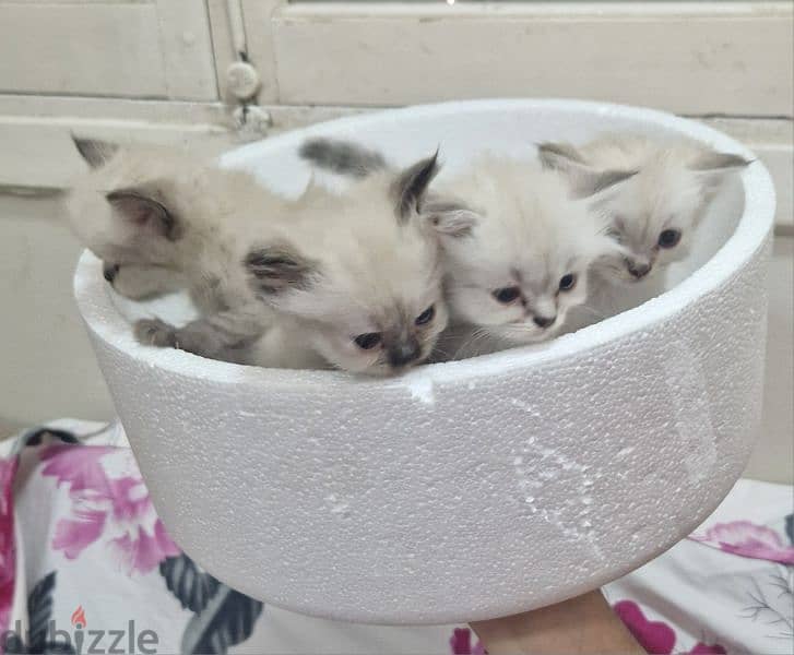 4 قطط بنتين وولدين  ممكن بيع واحدة او اثنين 4