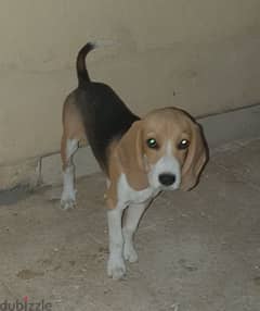 Beagle Puppy كلب بيجل