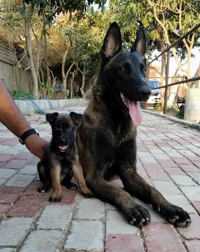 Malinois puppies in Egypt Cairo sale جراوي مالينوس للبيع