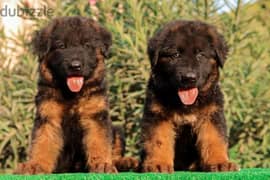 German Shepherd puppies for Sale in Egypt جراوي جيرمن شيبرد للبيع