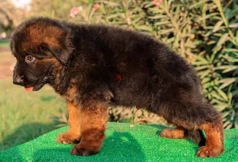 German Shepherd puppies for Sale in Egypt جراوي جيرمن شيبرد للبيع 1