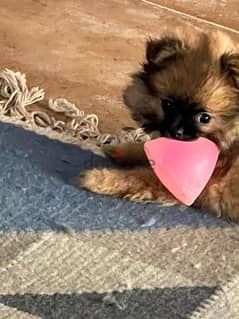 Pomeranian puppy for sale