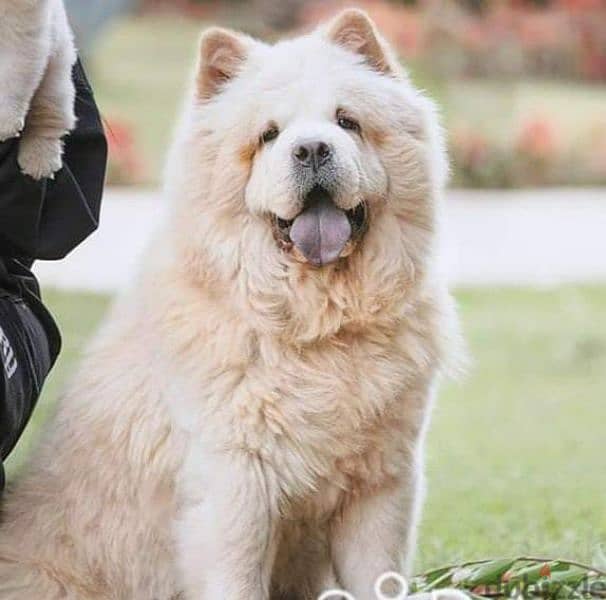 تشاو تشاو للبيع جراوي و كبار chowchow puppies adults for sale in Egypt 0