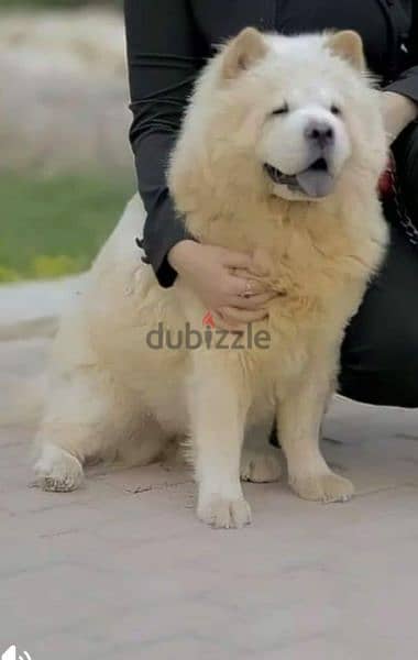 تشاو تشاو للبيع جراوي و كبار chowchow puppies adults for sale in Egypt 5