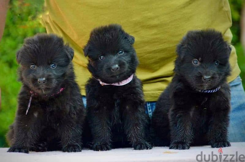 royal black German shepherd male female جراوى رويال بلاك جيرمن ولد بنت 0