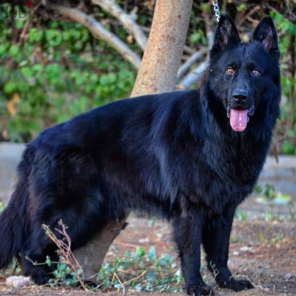 royal black German shepherd male female جراوى رويال بلاك جيرمن ولد بنت 2