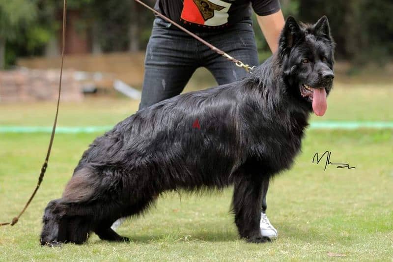 royal black German shepherd male female جراوى رويال بلاك جيرمن ولد بنت 3