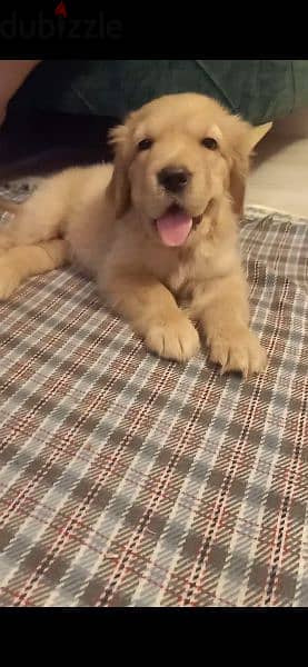 golden retriever puppies pure 1