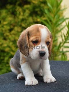 Beagle puppies 0