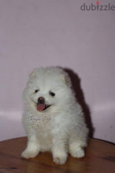 Teacup Pomeranian,  Premium Quality 3