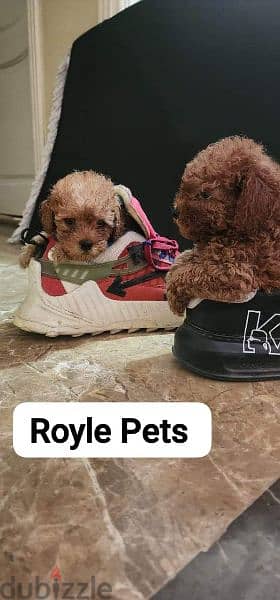 Toy Poodle Premium Quality 5
