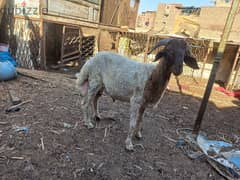 للبيع خروف اوسيمي لبني حاجه مشاء الله