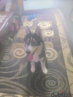 huskey for sale 0