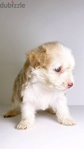 Havanese puppy 2