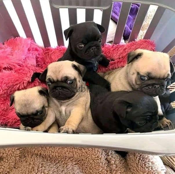 pug بج 0