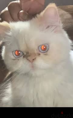 قطه هيمالايا اورانج