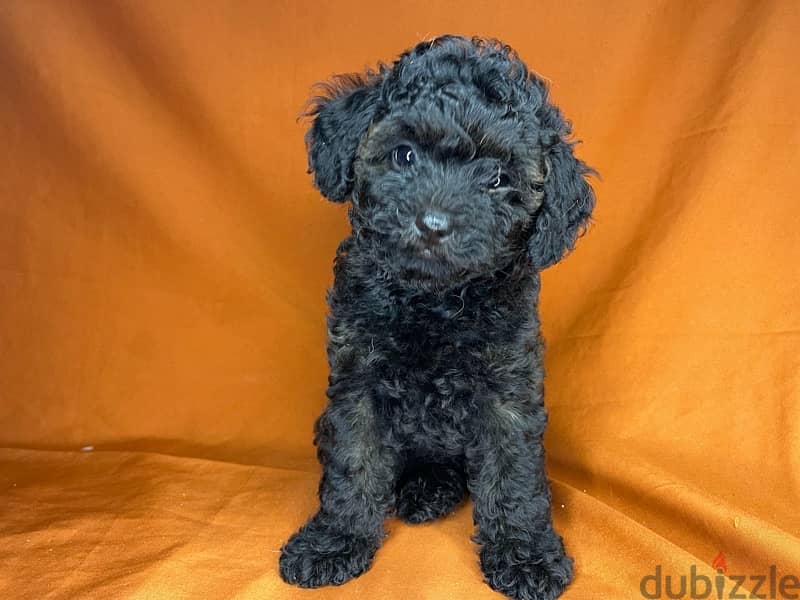 toy poodle 2