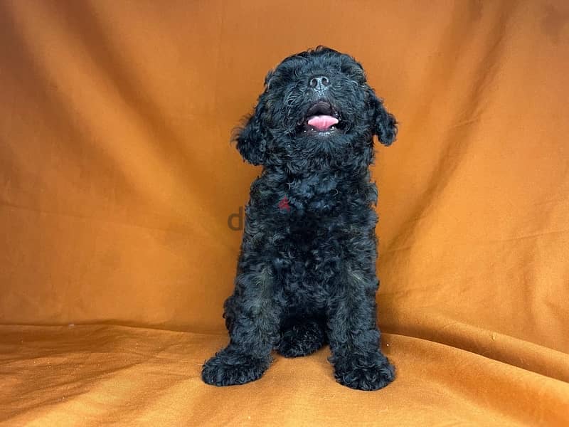 toy poodle 3