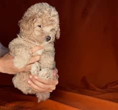 toy poodle 0