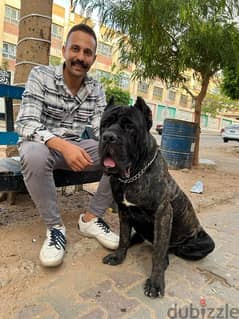 Cane Corso For Mating