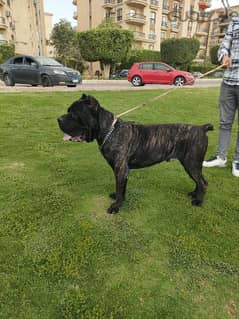 Cane Corso For Mating