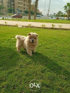 For sale chow chow 0