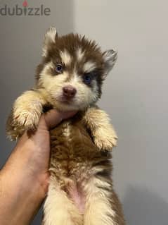 2 husky puppies for sale 0