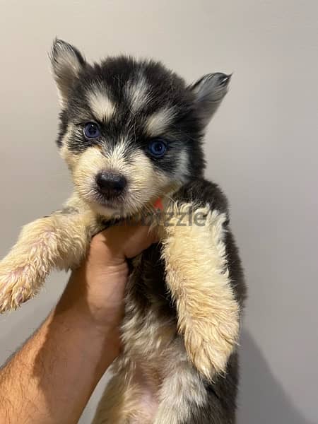 2 husky puppies for sale 2