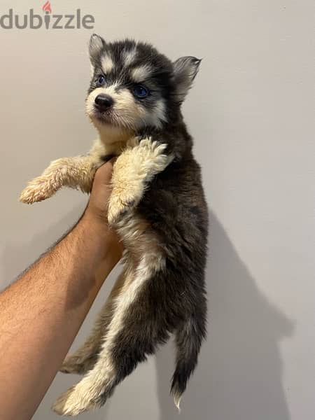 2 husky puppies for sale 3