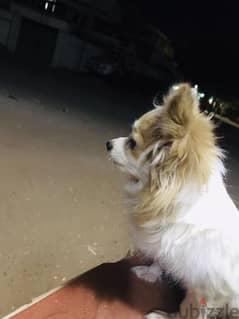 كلبة شيواوا لونج هير ميني وزنها  كيلو و٧٠٠ جم مستورده 0