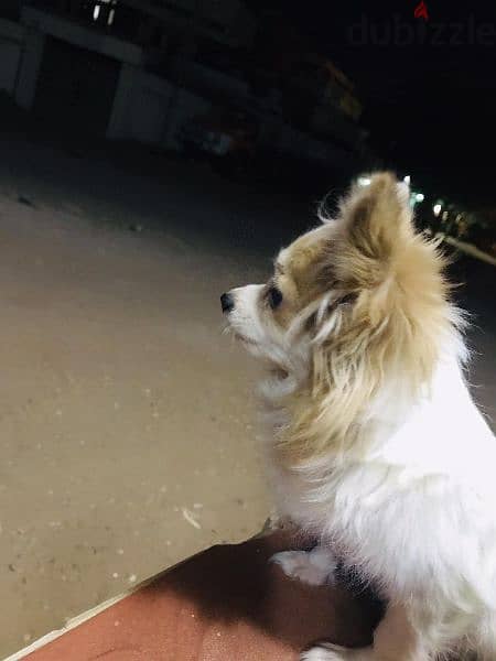 كلبة شيواوا لونج هير ميني وزنها  كيلو و٧٠٠ جم مستورده 4