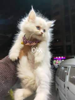 قطط شيرازي بيووور بيكي فيس 0