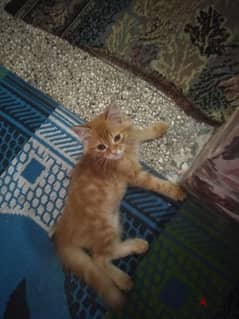 قطة شيرازي مشمشي 0