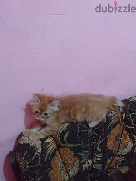 قطة شيرازي مشمشي 1