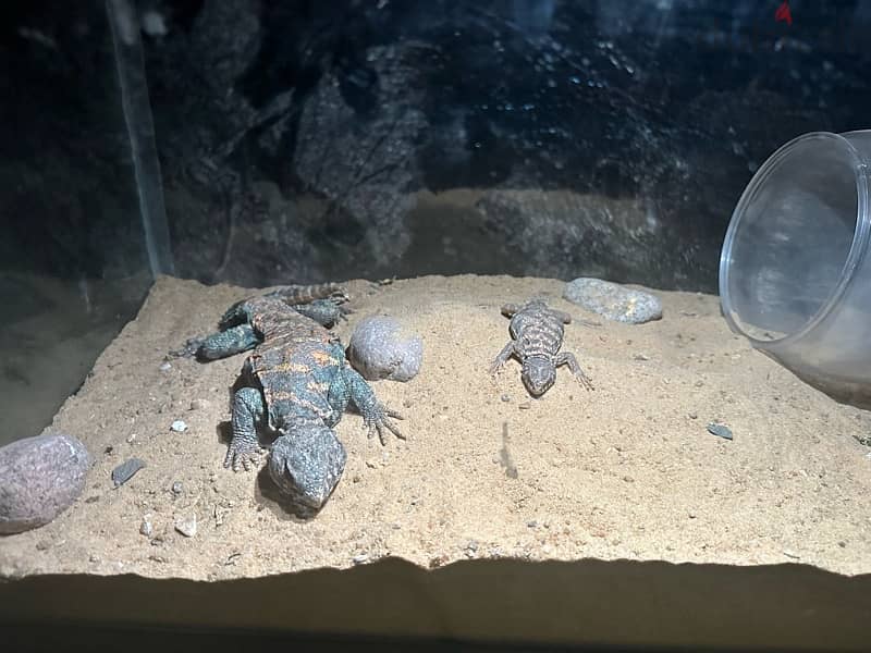 Urmastyx Ornata - 2 males with cage (enclosure) 60x50 with Red LED 1