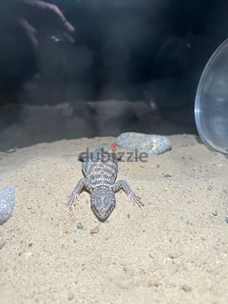 Urmastyx Ornata - 2 males with cage (enclosure) 60x50 with Red LED 5