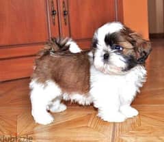 shih tzu puppy top quality mini size
