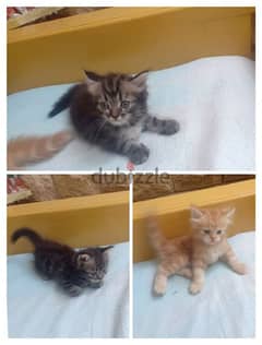3 قطط صغيرين الام راغدول والاب شيرازي للبيع