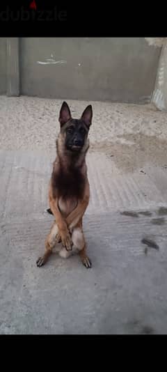 High quality trained Malinois male
