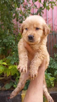 golden retriever puppy 0